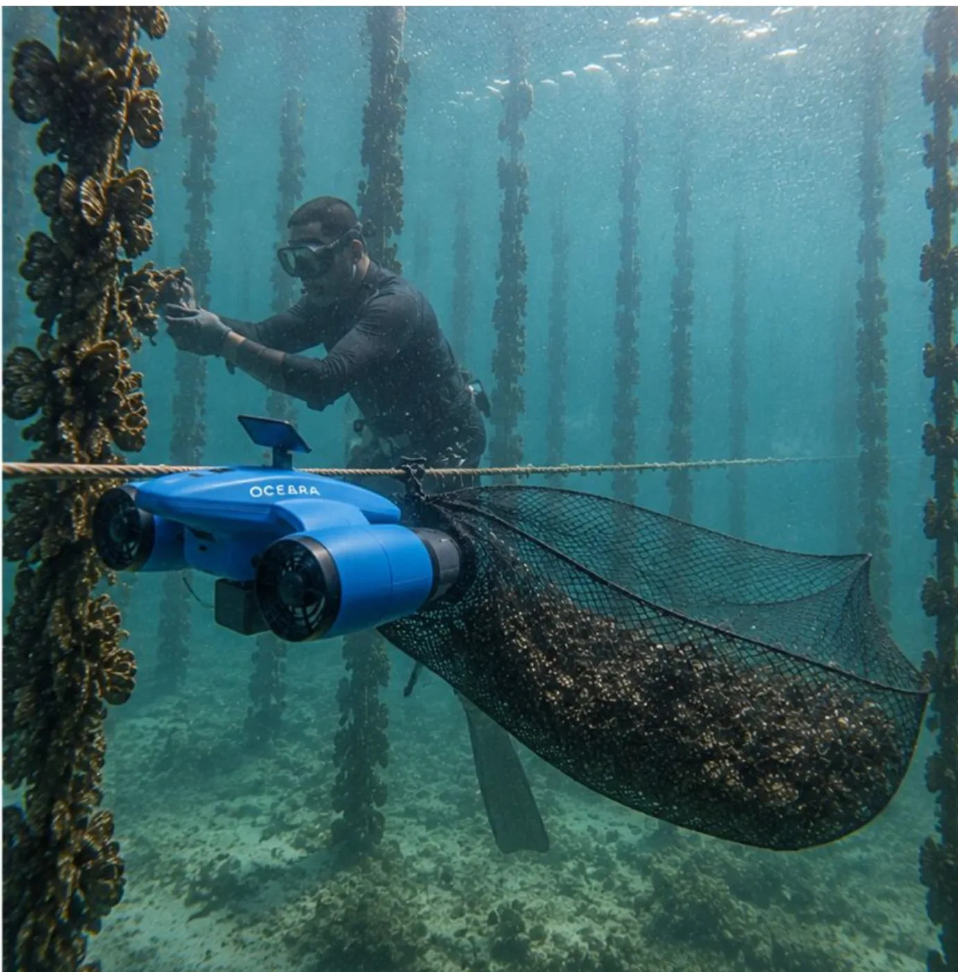 A farm worker harvesting from a line while an OCEARA scooter, clipped to the rope, carries a full mesh bag of mussels